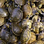 Quelônios – gefährdete Schildkröten