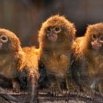 Sagui-Leãozinho – das Zwergseidenäffchen