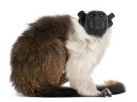 Pied tamarin, Saguinus bicolor, 4 years old, in front of white background