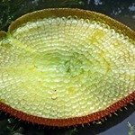 Vitória-Régia – Gigantische Wasserpflanze
