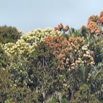 227 Arten dominieren 400 Milliarden Bäume im Amazonas-Regenwald