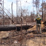 Holz-Mafia wütet weiter in Brasiliens Schutzgebieten