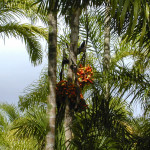 Kultivierung von Pupunha-Palme ist Perus Indios zu verdanken