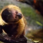 3D-Abenteuer “Amazônia” kommt nun auch in brasilianische Kinos