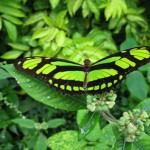 Aufrüstung Amazoniens