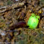 Leuchtende Fleischfresserkäfer im peruanischen Regenwald entdeckt