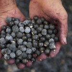 Weißbier aus den Früchten der Açaí-Palme stößt auf Gefallen