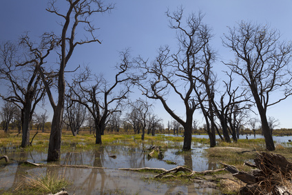 Dead trees in the Okavango delta Botswana