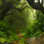 Amazonasinstitut gibt App zur Messung des menschlichen Einflusses auf den Regenwald heraus