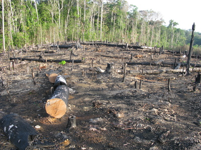 Abholzung - Brandrodung Regenwald, Amazonien Brasilien
