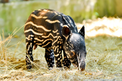 Baby Tapir.