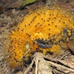 Vogeljunges des peruanischen Amazonas-Regenwaldes ahmt giftige Raupe nach
