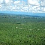 Peru: Amazonas-Regenwald weicht Kakao- und Palmölplantagen