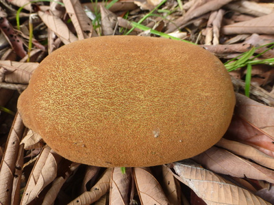 Cupuau oder Grobltiger Kakao (Theobroma grandiflorum)