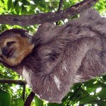 Amazonas-Regenwald: Peru weist 1,3 Millionen Hektar großen Natioalpark aus