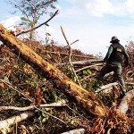 Italienische Satelliten im Einsatz gegen Abholzung des Amazonas-Regenwaldes