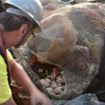 Entdeckung: Amazonasfluss mündet in ein Korallenriff von der Größe Zyperns