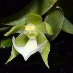 Neue Orchideen-Arten in Amazonien entdeckt