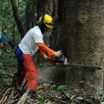 WWF kritisiert Schwund von Schutzgebieten in Amazonas-Regenwald