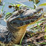 Amazonas will mit Kaimanen nachhaltige Entwicklung fördern