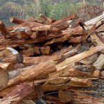 Staatliche Großbauprojekte treiben illegale Kahlschläge in die Höhe