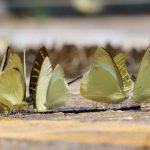 Schmetterlingswolken geben Rätsel auf