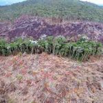 Amazonas-Regenwald verliert 6.207 Quadratkilometer