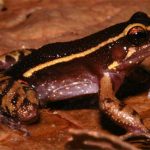 Amazonas-Frosch nutzt duftende Tarnkappe im Ameisenbau