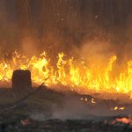 Erhöhte Brandzahl in Amazonasregion