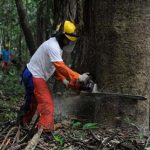 Amazonas-Regenwald fällt weiter Kettensägen zum Opfer