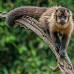 50.000 Tierfotos im Bio-Reservat Gurupi aufgenommen