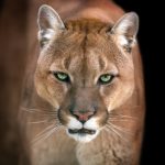 Flagranti von Pumas gibt Rätsel auf