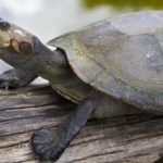 Buch will Schildkröten Amazoniens schützen