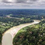 Amazonas-Regenwald: Forscher bestimmen 6.727 Baumarten