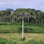 Brasilien verzeichnet 6.624 Quadratkilometer Kahlschläge