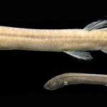 Amazonas-Regenwald: Weltweit einzigartiger Fisch entdeckt