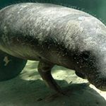 Brasilien: Erfolgreiches Programm zur Wiederansiedlung von Flußmanatis