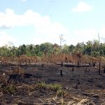 Amazonas-Regenwald kurz vor dem Umkippen