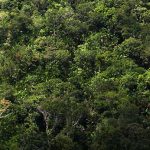 Amazonas-Regenwald Wiege der Artenvielfalt Lateinamerikas