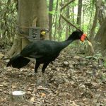 „Big-Brother“ hilft bei Erforschung des Amazonas-Regenwaldes