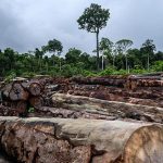 Kahlschläge im Amazonas-Regenwald erhöhen Malaria-Risiko