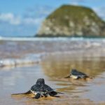 Quelônios da Amazônia: 3,5 Millionen Schildkröten Amazoniens geschlüpft