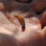 Kahlschläge führen zu mageren Fischen