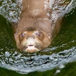 Vom Aussterben bedrohte Riesenotter siedeln sich wieder in Amazonien an