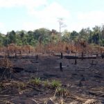 Indios Amazoniens haben vor 4.500 Jahren Regenwald mit nachhaltiger Landwirtschaft geprägt