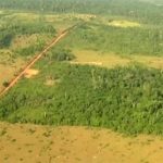 Umweltinstitut: Kahlschläge im brasilianischen Amazonas-Regenwald nehmen zu