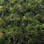 Forscher erstaunt: In Amazoniens Feuchtgebieten wachsen 3.615 Baumarten