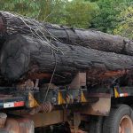 Brasilianischer Präsidentschaftskandidat will Amazonas-Regenwald ausbeuten