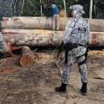 Regenwaldabzolzung: Militär soll Umweltbehörden gegen Attacken schützen
