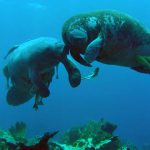 Brasilien verabschiedet Plan zum Schutz von Peixe-boi, Otter und Flussdelfin